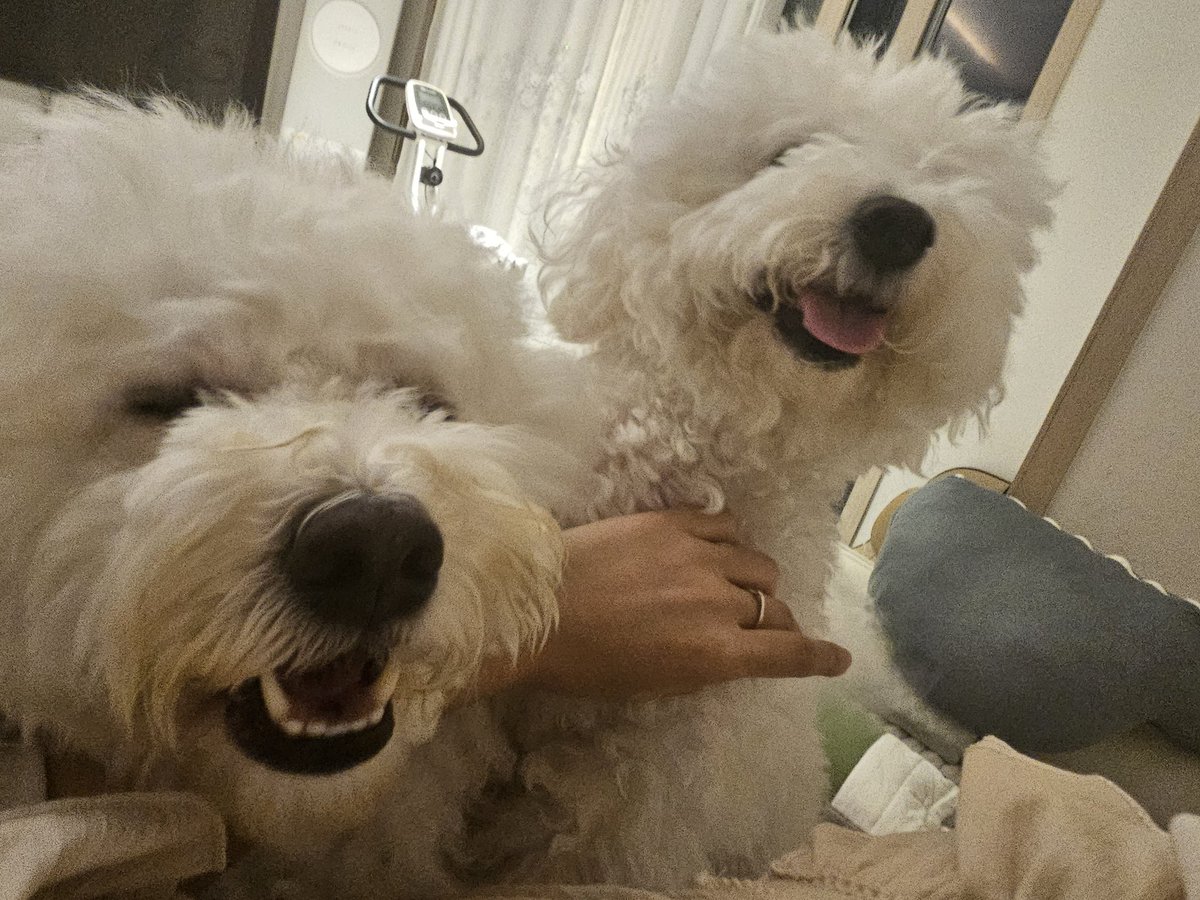 notcoconut_coco's tweet photo. 2년만에 만났어요
그만 해달라고 20분마다 한 번씩 싹싹 비는 중이에요 https://t.co/N1J3Yex0A2