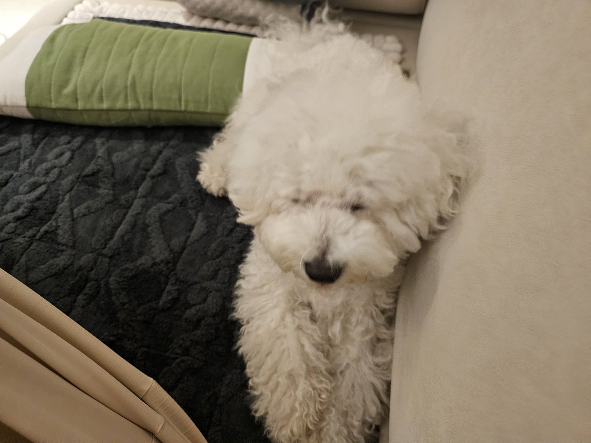 notcoconut_coco's tweet photo. 앗 츄 https://t.co/uSiDed0qbe