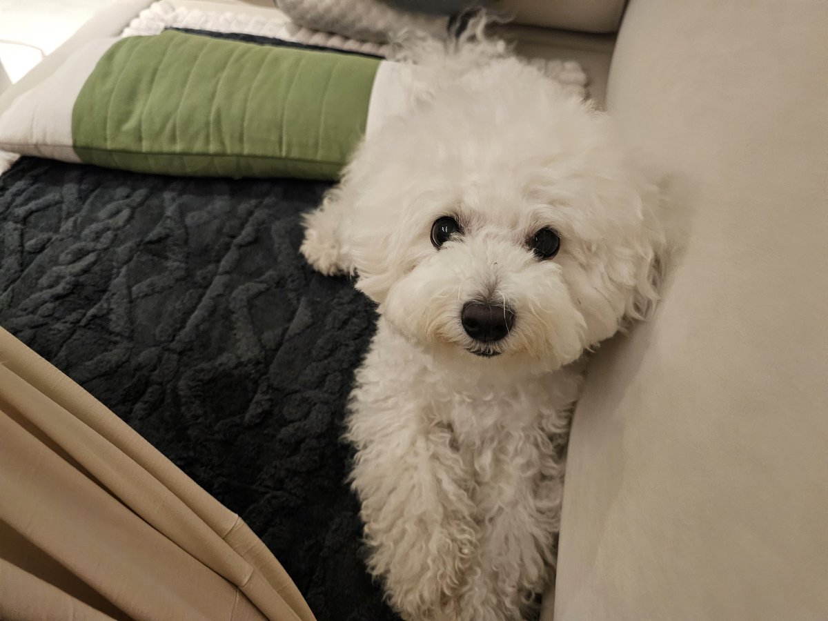 notcoconut_coco's tweet photo. 앗 츄 https://t.co/uSiDed0qbe