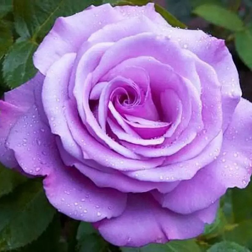 Cinema Shock! tweet media