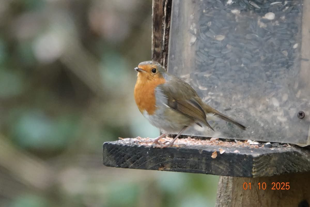 1st of October  at Penrhos! Let’s hope we will continue to see the beautiful flora and fauna at penrhos forever ! 📸by Shirley Blease