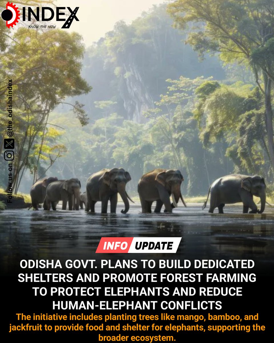 Odisha government plans to build dedicated shelters and promote forest farming to protect elephants and reduce human-elephant conflicts. 🐘🏡🌳 #Elephants #Shelters #Farming #Odisha