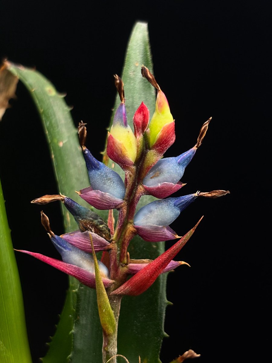 Aechmea tillandsioides
Belize, Varvallen, Cacaoplantage, Blue Creek.
ex. Piet Van Beest BCG