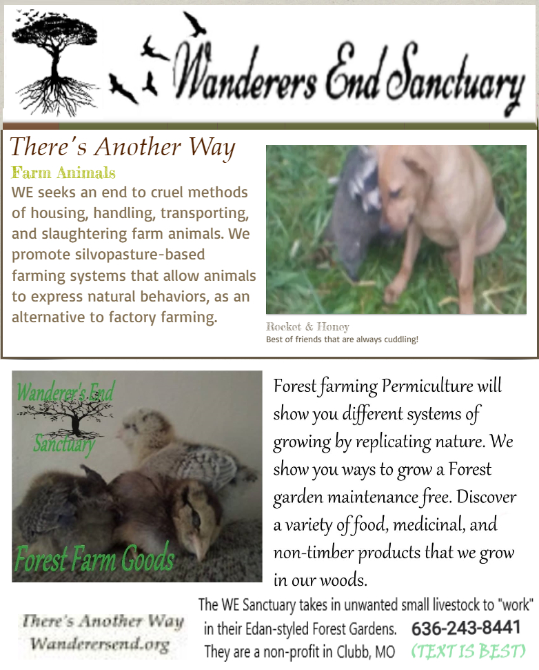 Urgent! Our baby critters at Wanderers End need your help—feed, vet care, and more. Every $ counts for these fluffballs! Donate here: wenet.substack.com/p/help-for-bab… #BabyCritters #FarmSanctuary #WanderersEnd #AnimalRescue #DonateToAnimals

#RescueTheBabies
#PermacultureSanctuary