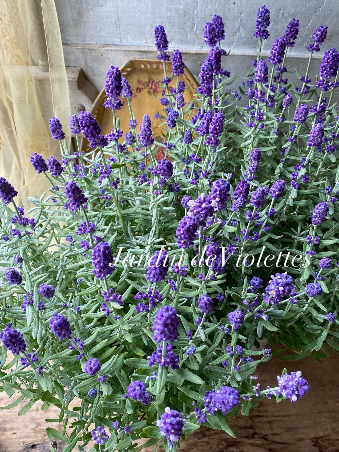 EPOCA サイズ38 サマーツィード　パープル　ラベンダー　薄紫　(入学式 EPOCA サイズ38 サマーツィード パープル ラベンダー 薄紫 (入学式