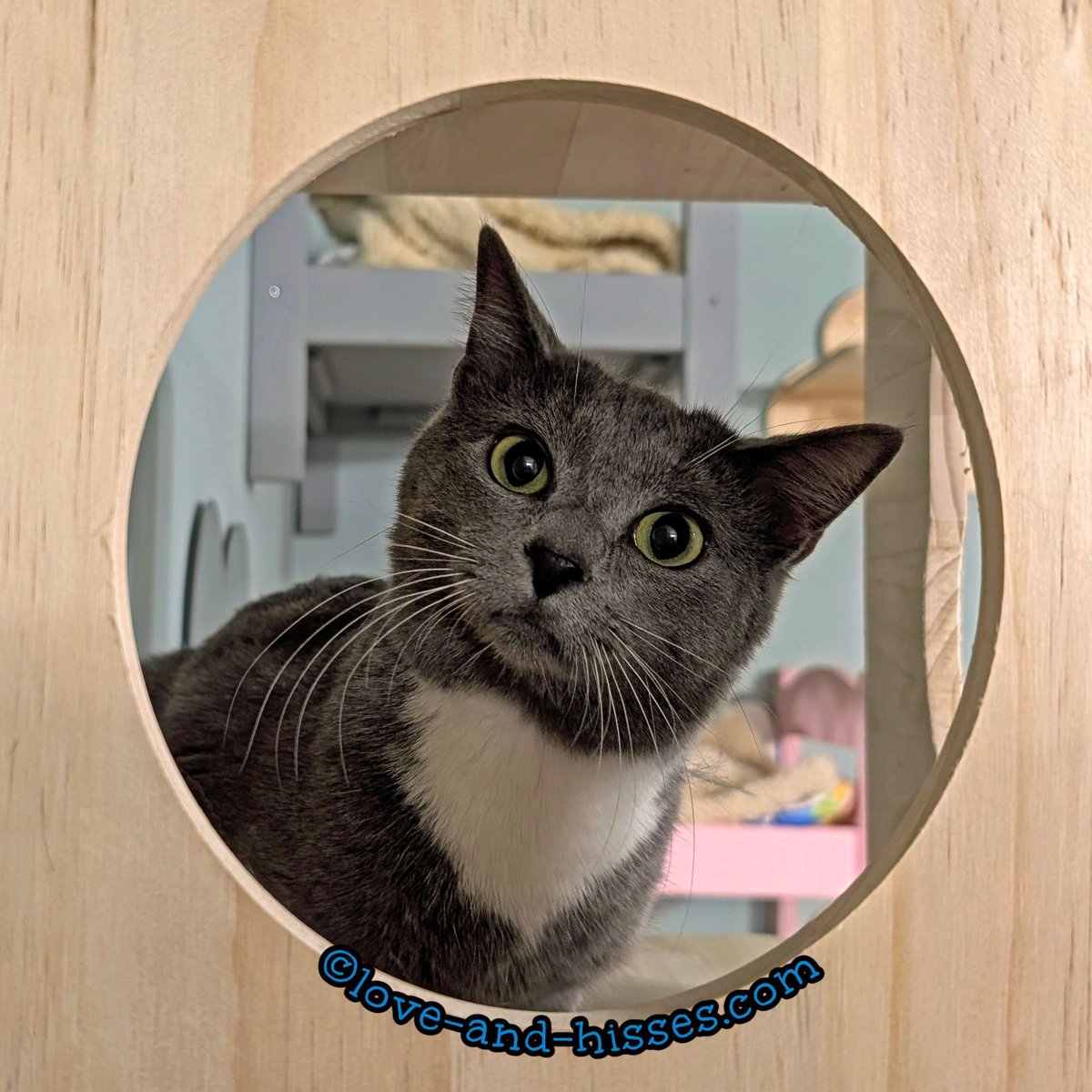 RobynAnderson's tweet image. Andi, who we fostered earlier this year, is being returned because she&apos;s not a snuggly lap cat. She&apos;s definitely not a lap cat (though if there&apos;s a kitty cuddle pile in your lap, she might join in!) She gets along with cats and dogs! Email Forgotten Felines at info@ffhsv.org