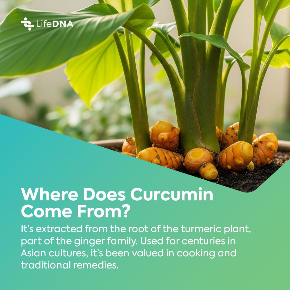golifedna's tweet photo. Curcumin from turmeric doesn’t work the same for everyone—and your genes might explain why. It can affect how your body handles stress and supports cell balance by changing the activity of certain genes and enzymes.

It may also support cholesterol balance by helping your liver cells work more efficiently. These genetic differences could shape how curcumin fits into your wellness routine.

Read more: https://t.co/QsvcEa2xpy

#curcumin #turmeric #wellness #genetics #DNA #healthylifestyle #healthandwellness #methylation