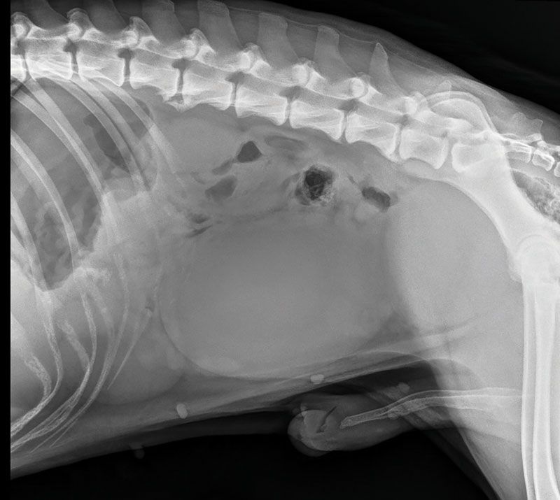 Brain Teaser: Can you solve this puzzle? veterinarypracticenews.com/brainteaser-oc…