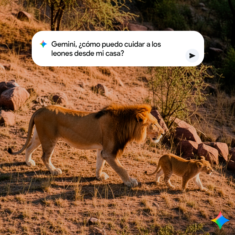 googleespanol's tweet photo. ¿Sabías que desde tu casa puedes ayudar a cuidar a los leones y otras especies?🦁

Si quieres dar el primer paso, GUARDA este PROMPT y pruébalo en Gemini:
“¿Cómo puedo cuidar a los leones desde mi casa?”

Pequeñas acciones en tu hogar pueden lograr grandes cambios para el planeta