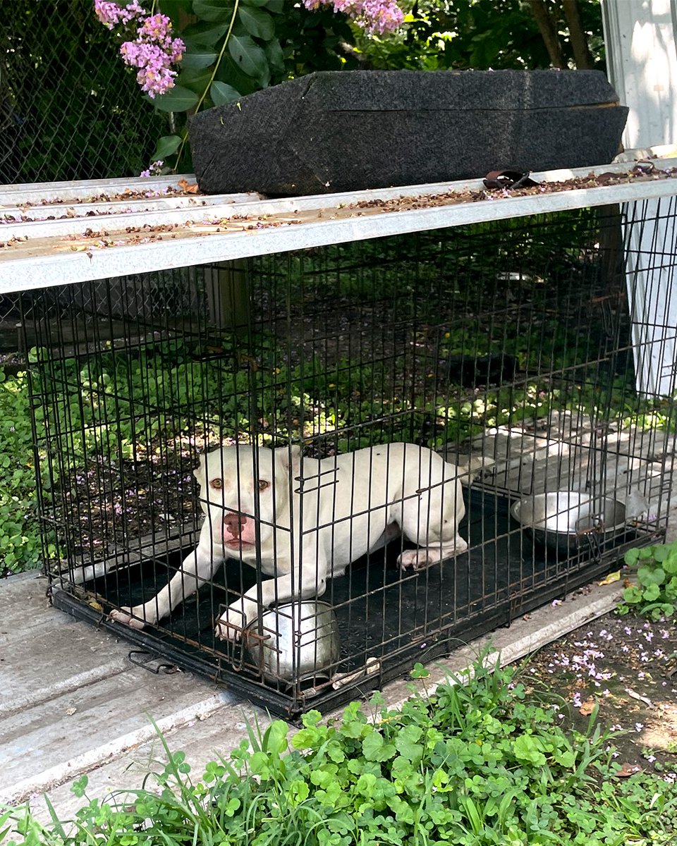 You can see the heartbreak in his eyes 💔
 
He was left isolated in a small dilapidated crate with only a piece of sheet metal for shade in the blistering heat. If this is your idea of caring for a dog, don’t get one.
