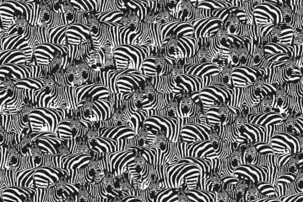 pasqvideo's tweet photo. Trova il pianoforte fra le zebre (a destra la soluzione) https://t.co/Omf16fimgv