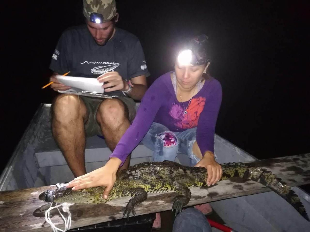 Crocodile Research and Management for Conservation tweet media