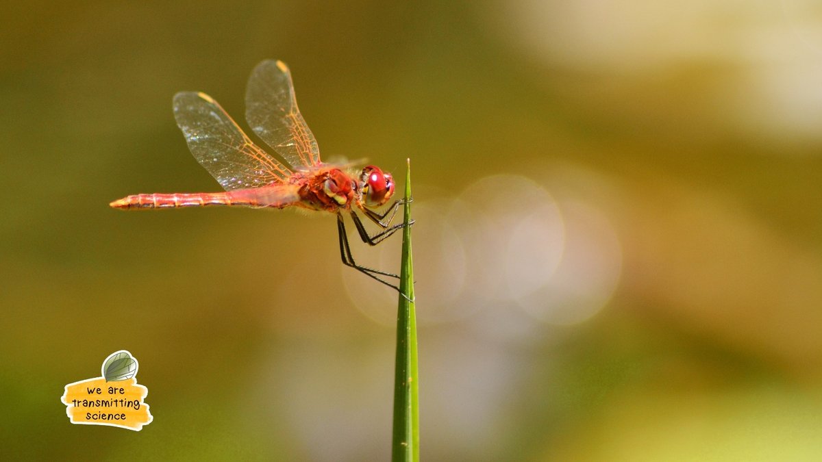 TransmitScience's tweet image. Could a conversation today help you feel more grounded about tomorrow? 💬
We’ve supported researchers rethinking paths, navigating transitions, or seeking confidence in their roles. Our Career Coaching is here for those moments of reflection and change.

#WeareTransmittingScience