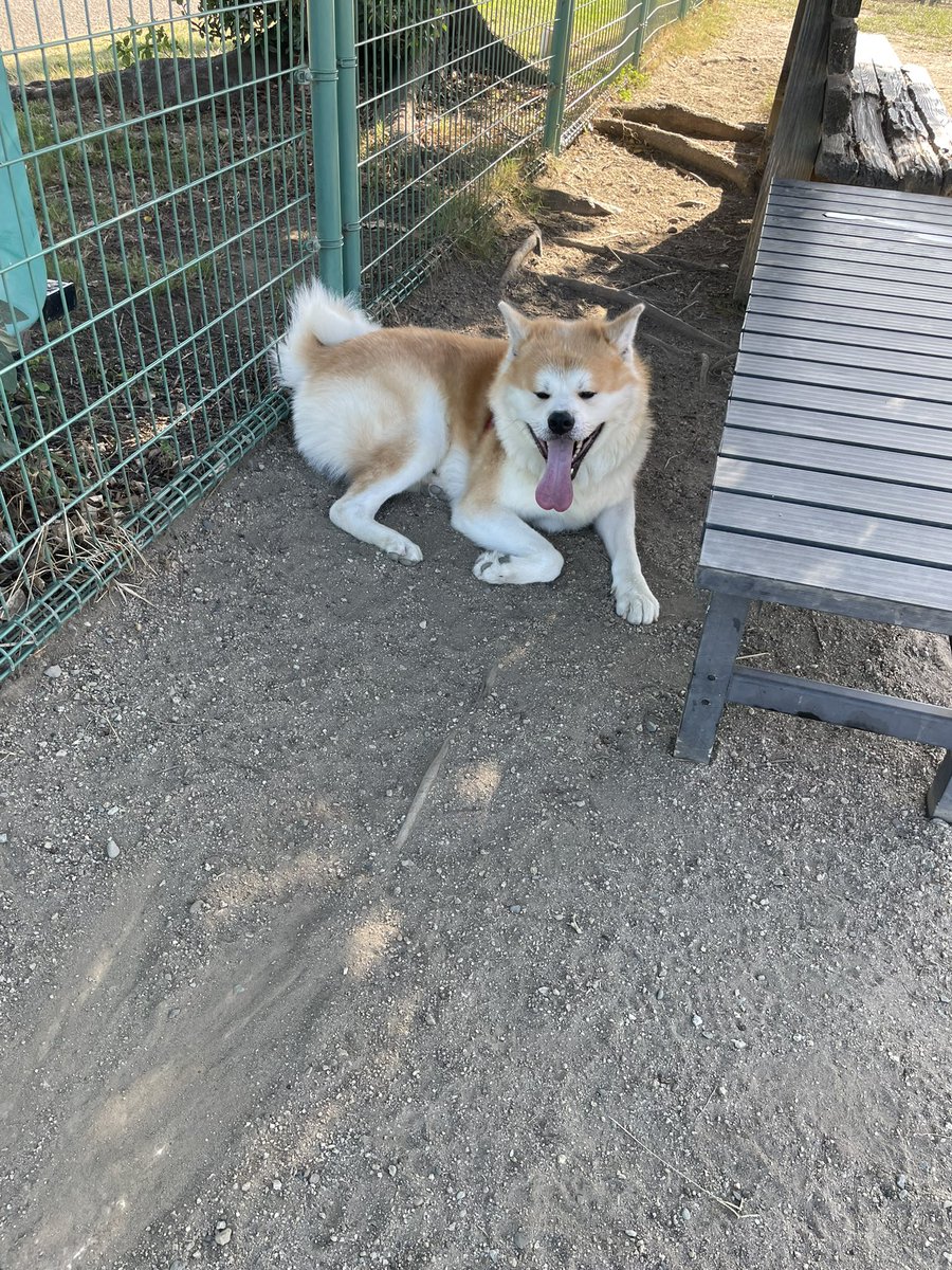 涼しくなってお昼間ドックラン行っても僕は木陰からでぇへんで🌳