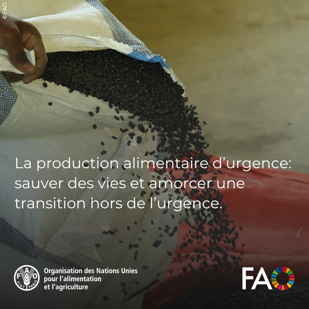 #Haïti: Distribution de kits de production alimentaire d’#urgence et transferts de cash à près de 900 personnes en situation d’insécurité alimentaire extrême à Belle-Anse aujourd’hui. 

Merci à @eu_ECHO pour son financement, qui a rendu cette action possible. #SécuritéAlimentaire