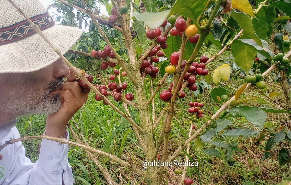 ¡Día Internacional del Café desde el cafetal!
Aquí comienzan muchas historias.
¡¡Celebremos pues con un brindis!!
☕💚❣️