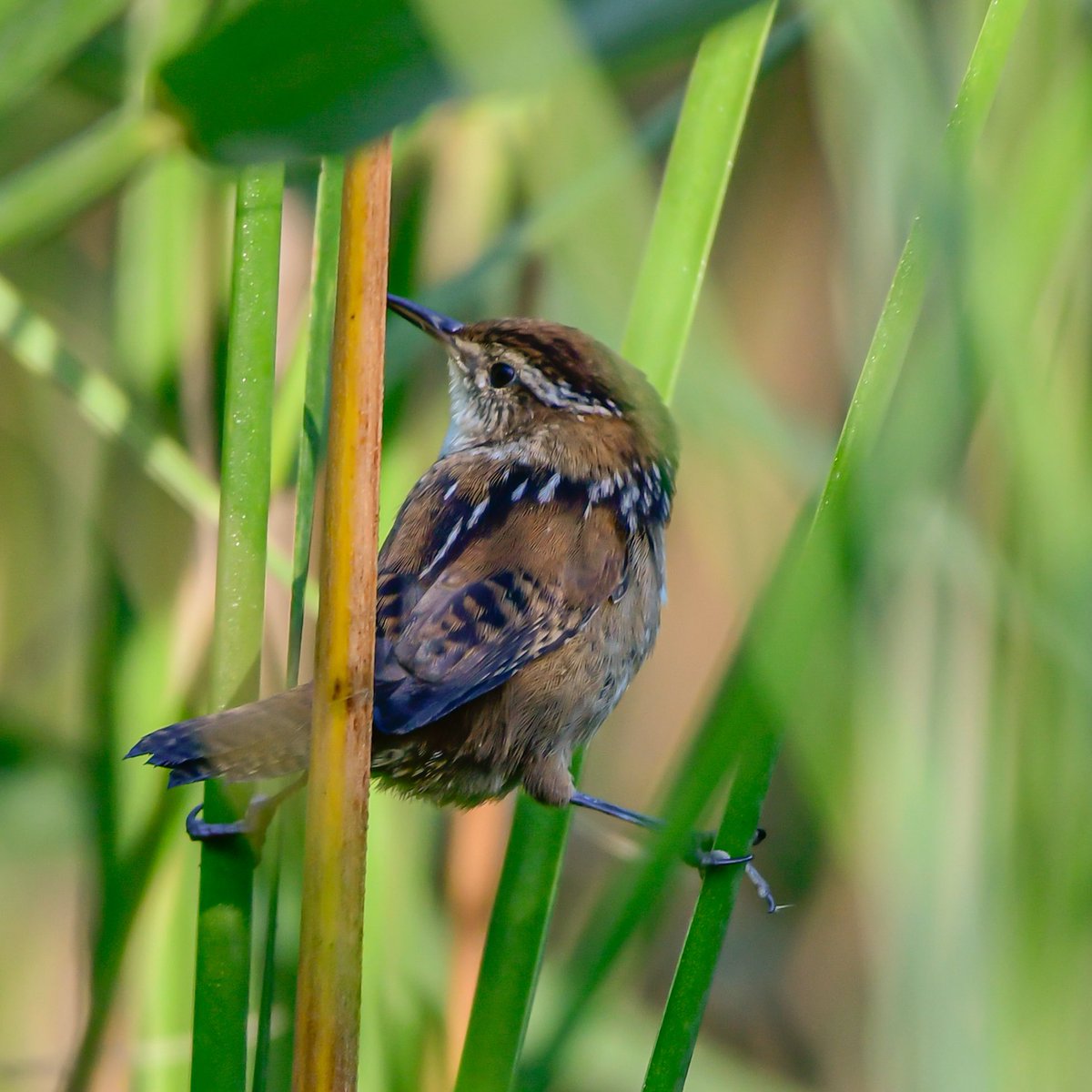 MeredithMComm's tweet image. Love when a Marsh Wren comes up for an quick appearance. Happy #Wrensday! 
#Birds #BirdTwitter #TwitterBirds