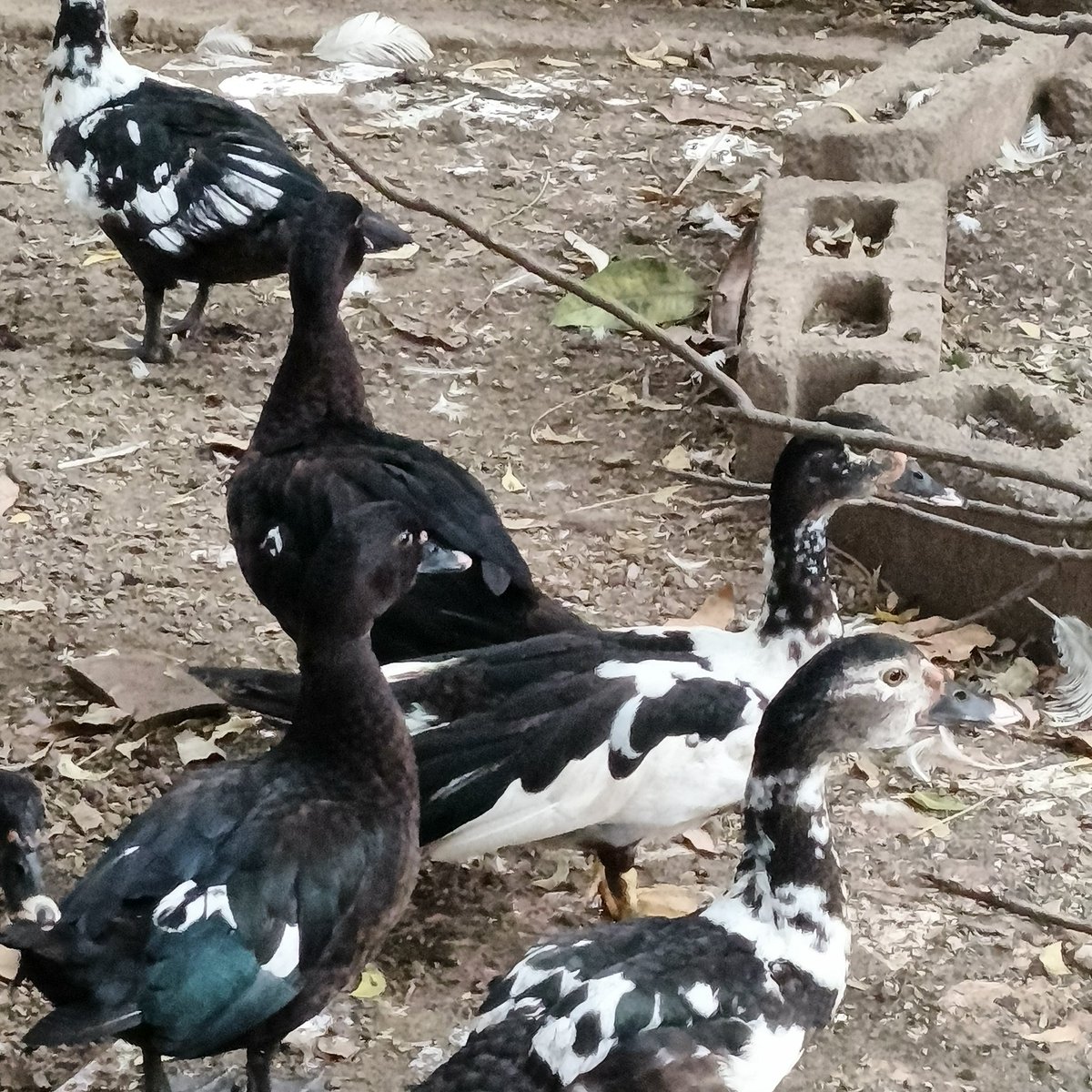 Los primeros animalitos de mi finca..

Que alegría se siente..
