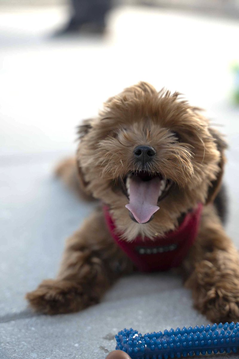 Once a 2lb pup fighting for her life with a liver shunt, Ariel has had her surgery, is healing, feeling better &amp; full of energy. On her way to accepting applications, you can #sponsor animals like Ariel by visiting the link below 🐾

bit.ly/46hCI10

#yorkie #donate