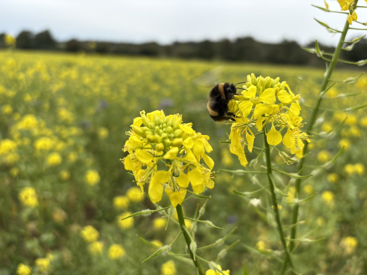 This years cover crop certain does the job of helping out the late pollinators <a href="/ChurchOfBures/">Church of Bures Seeds</a> #suffolk #farming