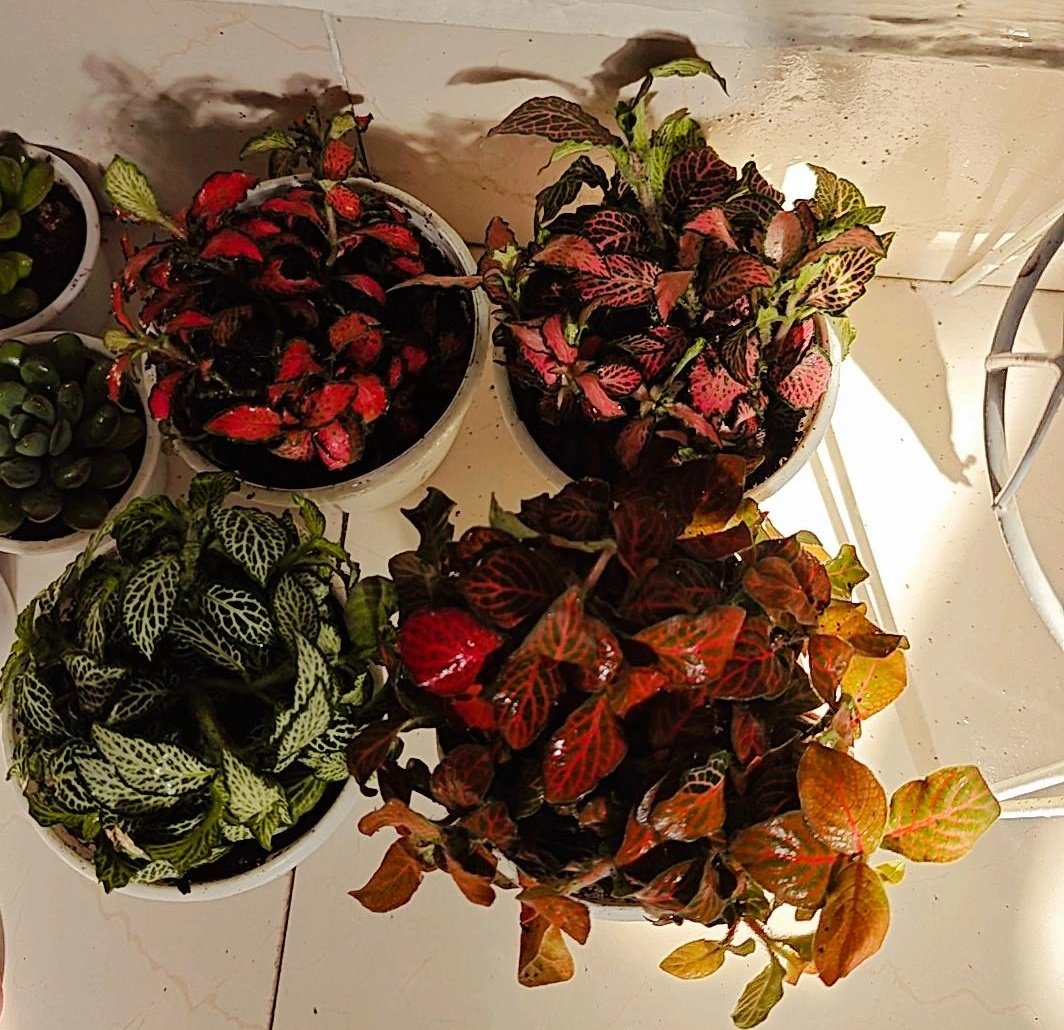 NoteAnu_'s tweet image. Today's colour.... pink 🩷 
#theme_pic_India_pink
Fresh month, fresh veins of hope 💚💗 
#OctoberVibes