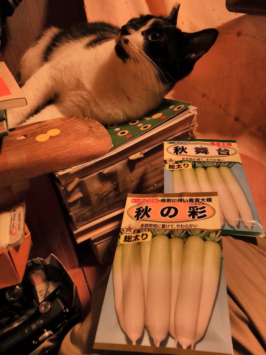 家庭菜園の大根のタネをまかんといかんけど、まだやっとらん🙂
庭の剪定作業がいそがしい😕🌿✂️
ネコの手を借りてみるか～😗😻🐾👋
(蜂の巣がないかを確認しながら慎重に剪定してるから手間取るぜ～😬🐝🧐)
💥#猫のいる暮らし
💥#スナップ写真
💥#キリトリセカイ