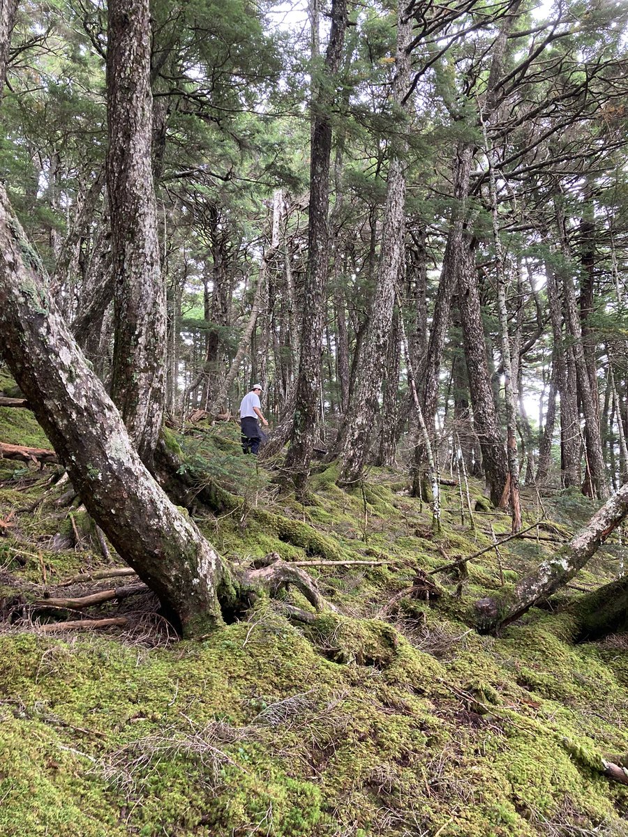 hinomoto701's tweet image. Red Fuji I pray,
rising up above the clouds,
to the higher sky.

赤富士を　拝んで雲の　上に行く

#redfuji #mushroomhunting #senryu #hinomoto701 #赤富士 #キノコ狩り #川柳 #ヒノモト