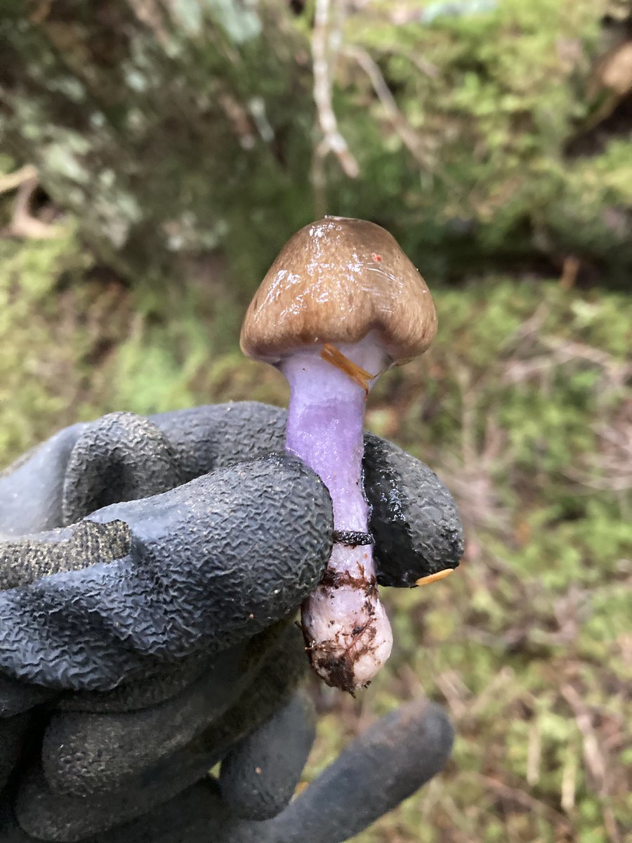 hinomoto701's tweet image. Red Fuji I pray,
rising up above the clouds,
to the higher sky.

赤富士を　拝んで雲の　上に行く

#redfuji #mushroomhunting #senryu #hinomoto701 #赤富士 #キノコ狩り #川柳 #ヒノモト