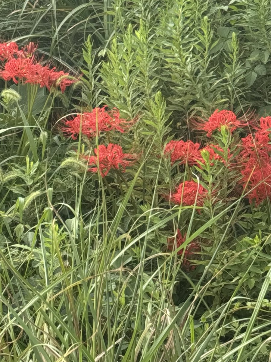 年末年始
9連休と 発表がありました

予定はまだ何もないけど
嬉しい(๑˃̵ᴗ˂̵)