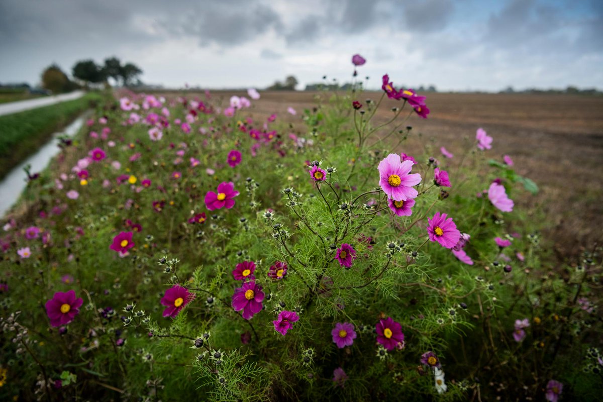 Woon je in Midden-Groningen? Dan kun je als huiseigenaar nu zonder voorinschrijving een aanvraag doen voor de Aanvullende vaste vergoeding. Die is bedoeld om mogelijke ontstane verschillen uit het verleden te compenseren. Aanvragen doe je op onze site:  bit.ly/42mzp6m