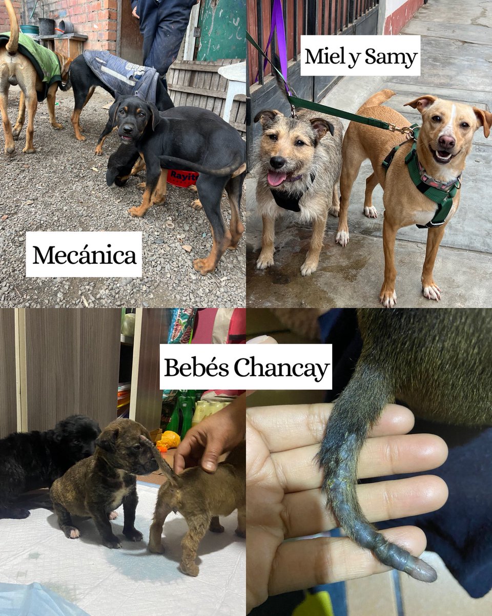 Resumen de casos activos: 

#CamadaChancay
Las 4 bebitas siguen allá, no me las han podido traer pero hay un tema está con alergia ya se les ha enviado la comida y estoy a la espera que las puedan traer para que pasen por control veterinario aqui en Lima y empiecen su