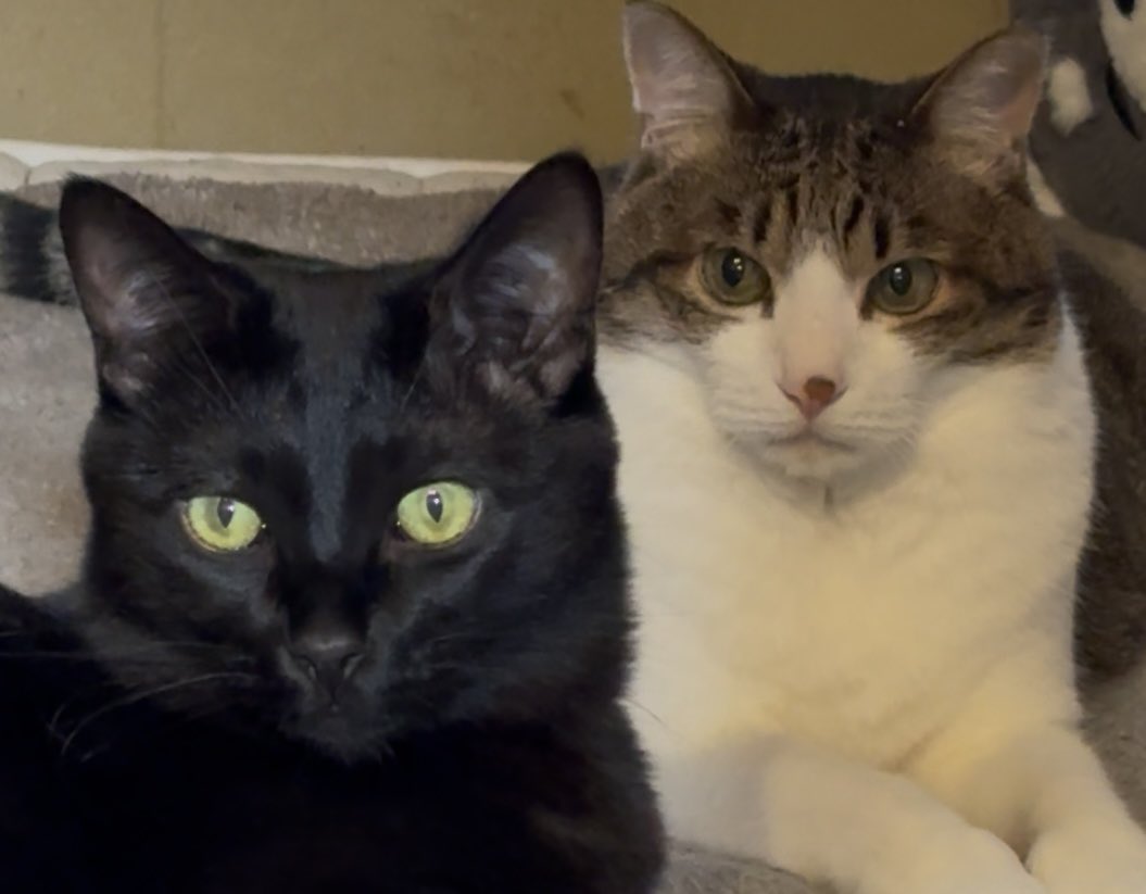 あっぷでご挨拶10月も宜しくにゃん💛💙