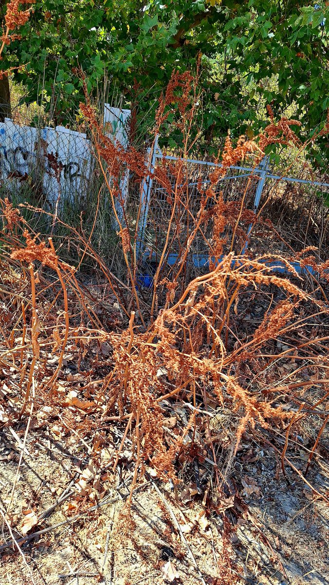 Camino público entre #Majadahonda y #LasRozas flanqueado por antiguas escombreras
Entre parque Valle Arcipreste y Berlín en El Abajón 
Nos animamos a adecentar algo y reforestar y cerramos el ArcoVerde? 
Es todo terreno majariego