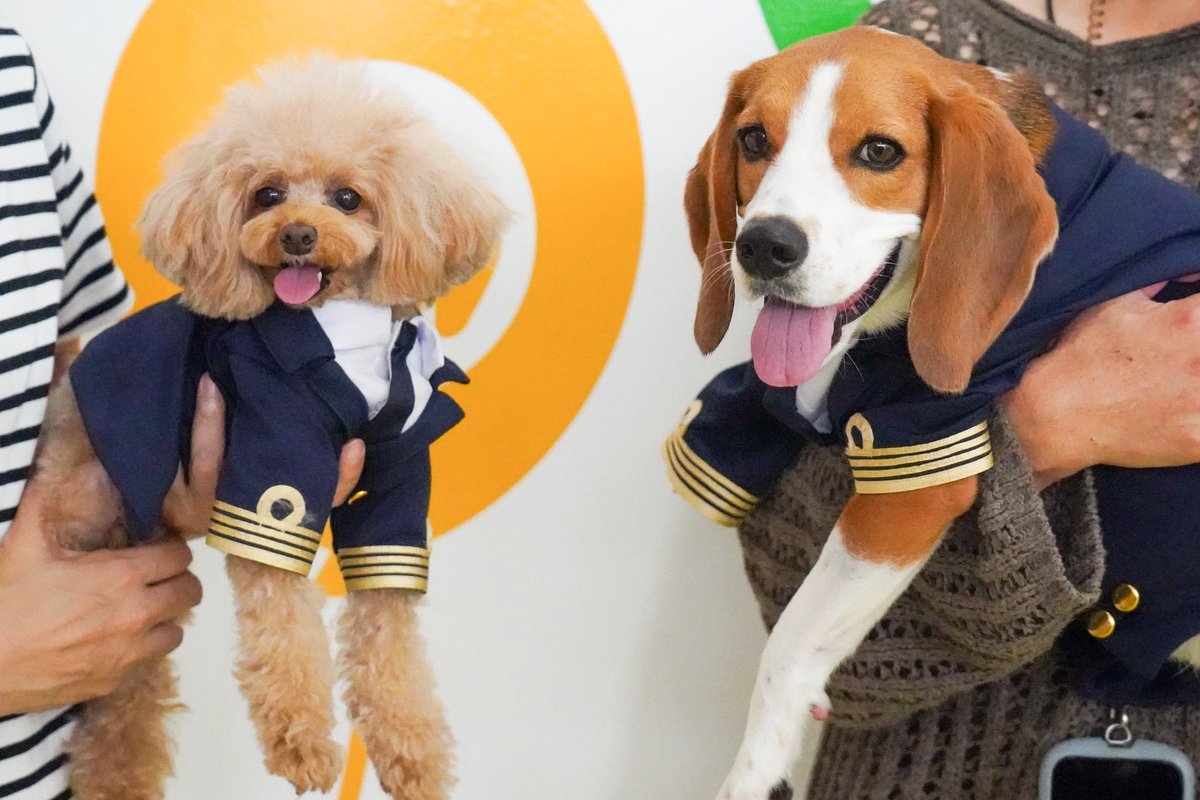 k_tenttent's tweet photo. 【リリース】
さんふらわあ×おでかけわんこ部連携スタート🚢🐶

この度、株式会社商船三井さんふらわあ さんと
弊社 tent tentが、ペットツーリズムでの連携をスタートしました！ 🐾

フェリー旅に関する“予約・設備・到着後観光”の不安をおでかけわんこ部のコンテンツを通して解消し、愛犬家の皆さまに安心でワクワクする旅体験をお届けしていきます。

おでかけわんこ部はこれまでJR東日本さんや神戸観光局さんなどと協業し、人とペットの共生社会をアップデートする取り組みを進めてきました。

今回の「さんふらわあ」さんとの連携を通じて、
移動・観光・街をつなぐ新しいペットツーリズム をさらに広げていきます。

👉 詳しくはこちら
https://t.co/YhP17fIvAu
↑リリースのおでかけわんこ部員のわんフルエンサーが可愛いので見て欲しいです

ペット領域での施策を検討されている企業・自治体の皆さま、ぜひ一緒にチャレンジしましょう。

お問い合わせ等お気軽にメッセージくださいませ。
