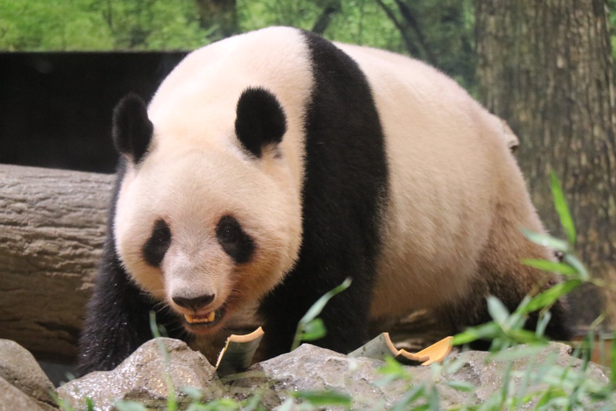 🐼2025/10/01🎀

本日のパン活🐼💓

今日はお天気が悪くて、
雨が降ったり止んだりな1日でした☔️

レイちゃんは相変わらず
可愛かったです🐼💓

#上野動物園 #ジャイアントパンダ
#レイレイ #パンダ #蕾蕾