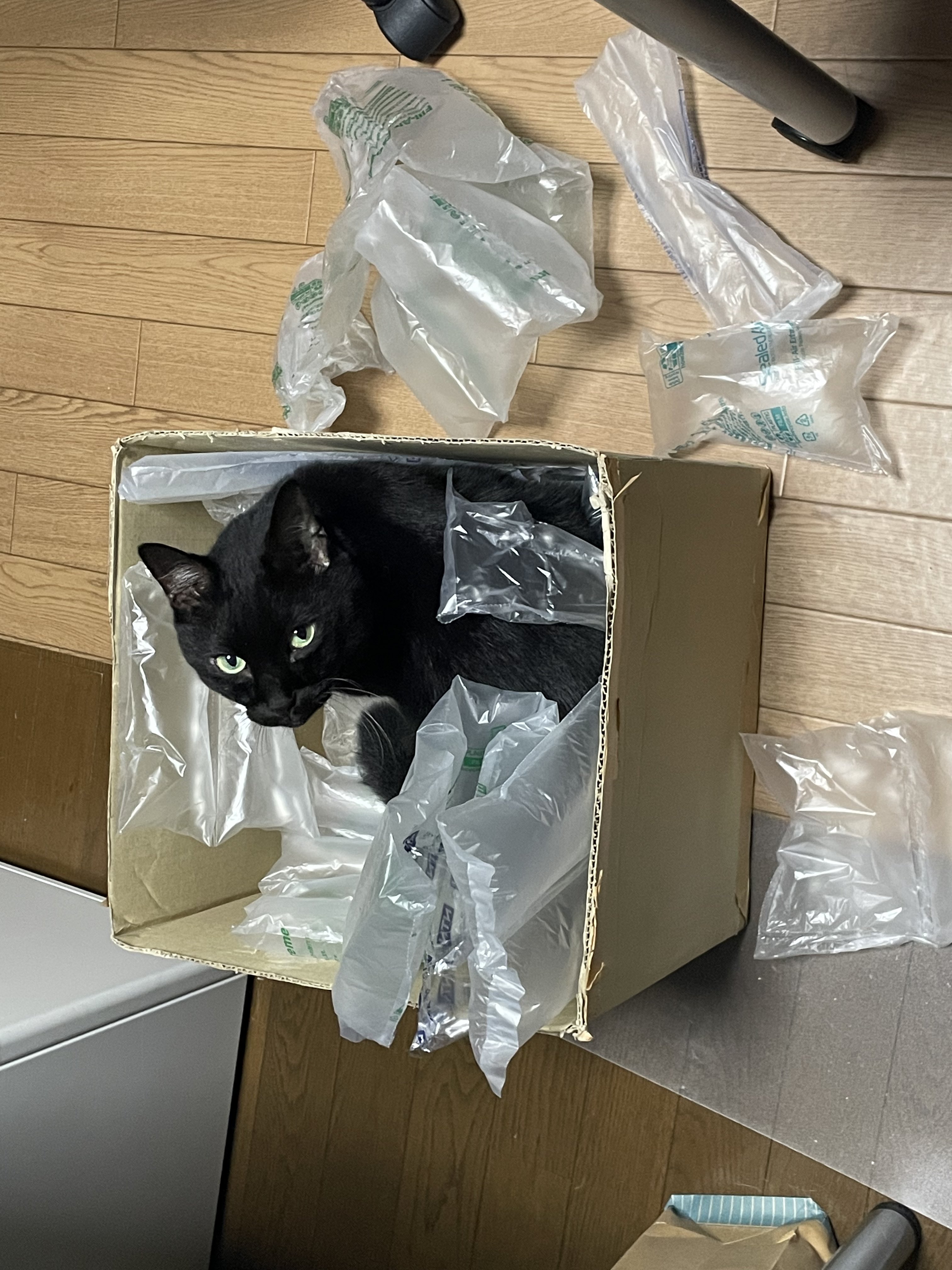 ネコネコ 楽天市場】MONSTER PET BED 4タイプ 猫ハウス 猫用 ベッド