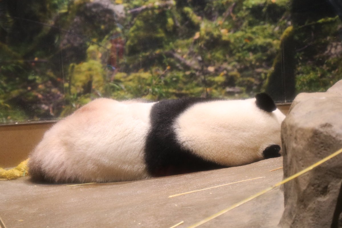 🐼2025/10/01🧢

今日はパン活の後に
用事があったので、シャオくんに一回しか
並べませんでした😢

シャオくんの背中…尊い🐼💓

#上野動物園 #ジャイアントパンダ
#シャオシャオ #パンダ #暁暁