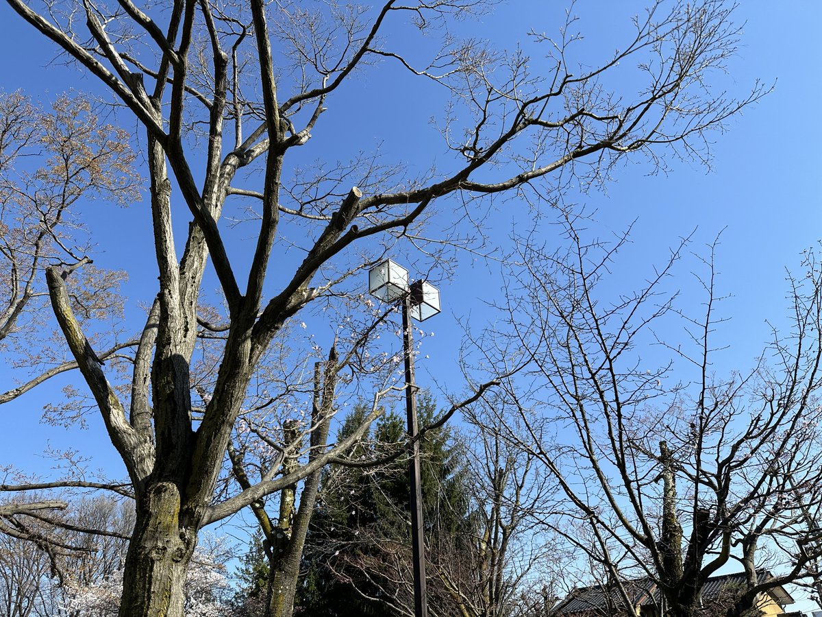 街の風景は自然と人工物が交差する。

とある樹木の側にある少し古い街灯。

それはどんな所でも目にするだろう。

だからこそどこか懐かしさを覚えるのだ。

元々は違う目的で存在するのだがお互いに意識しあい。

その景色に面白さを感じてシャッターを切る。

#詩 
#キリトリセカイ 
#龍のうたたね