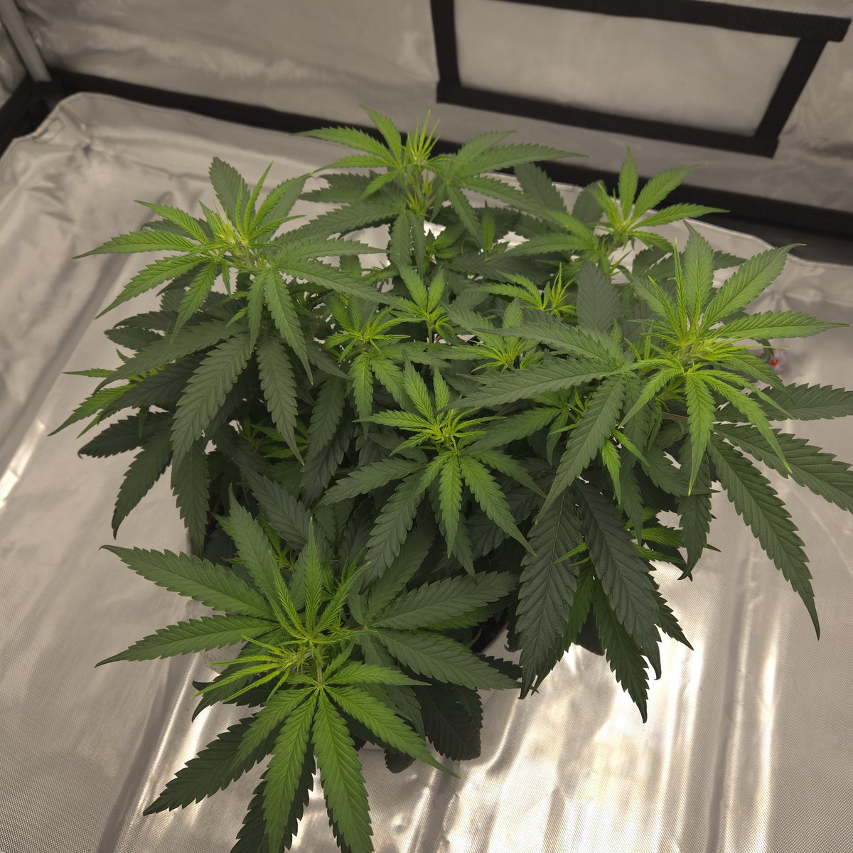 ElevatedExpdton tweet picture