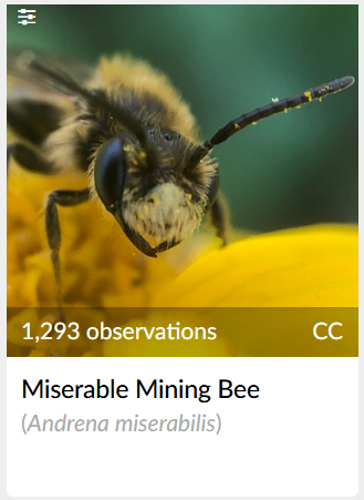 weekly thread of funny bug names 3

bees edition