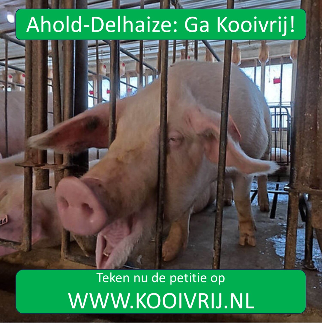 diereenvriend's tweet photo. PETITIE: AHOLD-DELHAIZE, GA KOOIVRIJ! 🐓🐖
Al 10 jaar geleden beloofde 't moederbedrijf van oa. Albert Heijn, dat het wereldwijd zou stoppen met het martelen van dieren. Maar dat was een loze belofte!

Teken daarom de petitie: ✏️https://t.co/kDGlYvIKzb 🙏
(foto: Animal Equality) https://t.co/hxpk0sG02B