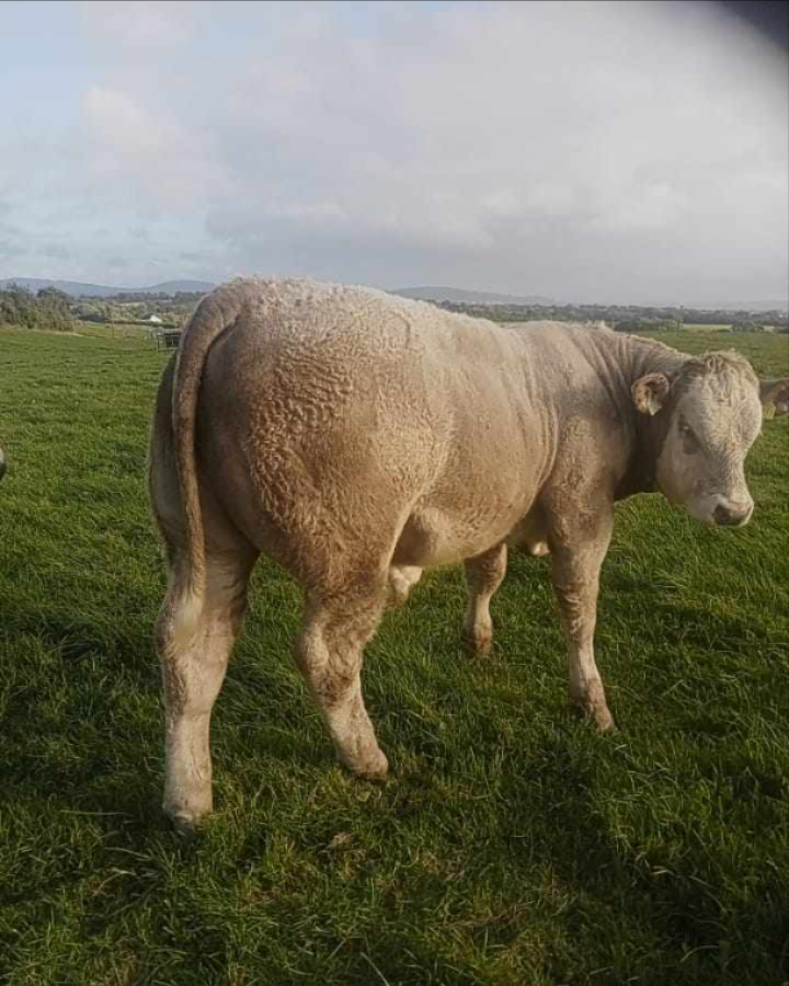 Progressive Genetics tweet media