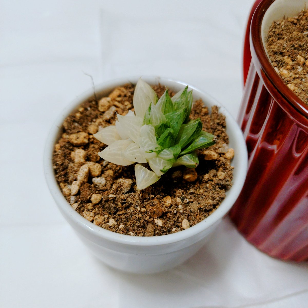 欲しかったハオルチアの氷砂糖をお迎えしてウキウキだったのに、同居人が「なにそのヒカルみたいな色合い」って言うのあまりにも酷い😂