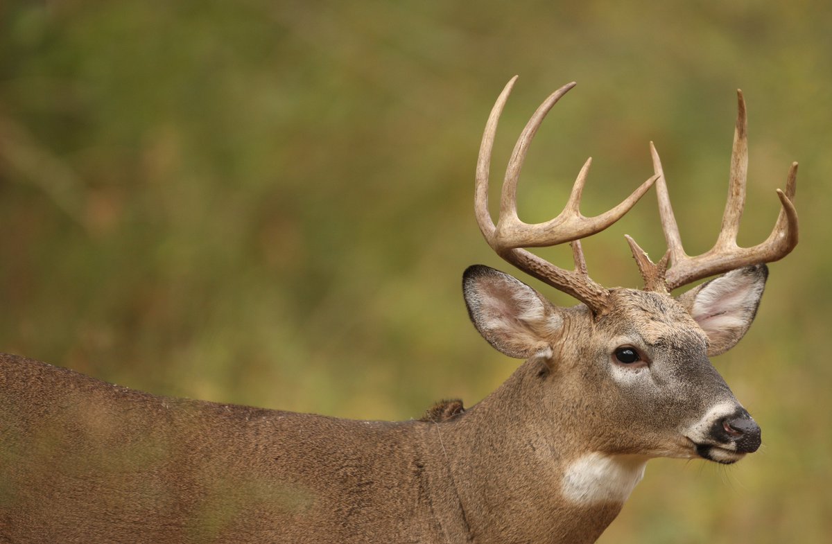 Archery deer opening day is HERE! Wednesday, Oct. 1 marks the kickoff of the Illinois archery deer season.  We wish you a safe, successful, and unforgettable season. To review the rules and regulations, visit dnr.illinois.gov/hunting/hunttr….
#deerhunting #archerydeer #illinoisdnr #idnr