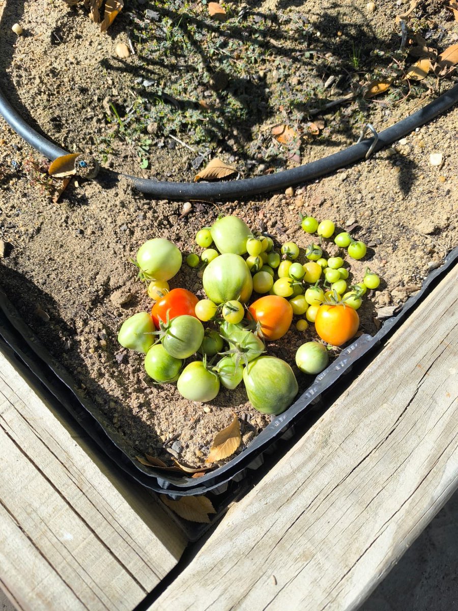Hoy en el recreo hemos recolectado todos los tomates verdes de nuestro huerto escolar 👩‍🏫👦👧🍅.
Muy pronto los convertiremos en tomates en vinagre en conserva 🌿✨, y los peques podrán aprender el proceso paso a paso 💚.

#Conexiones #CuidarmeParaCuidarte #VSVidaSana