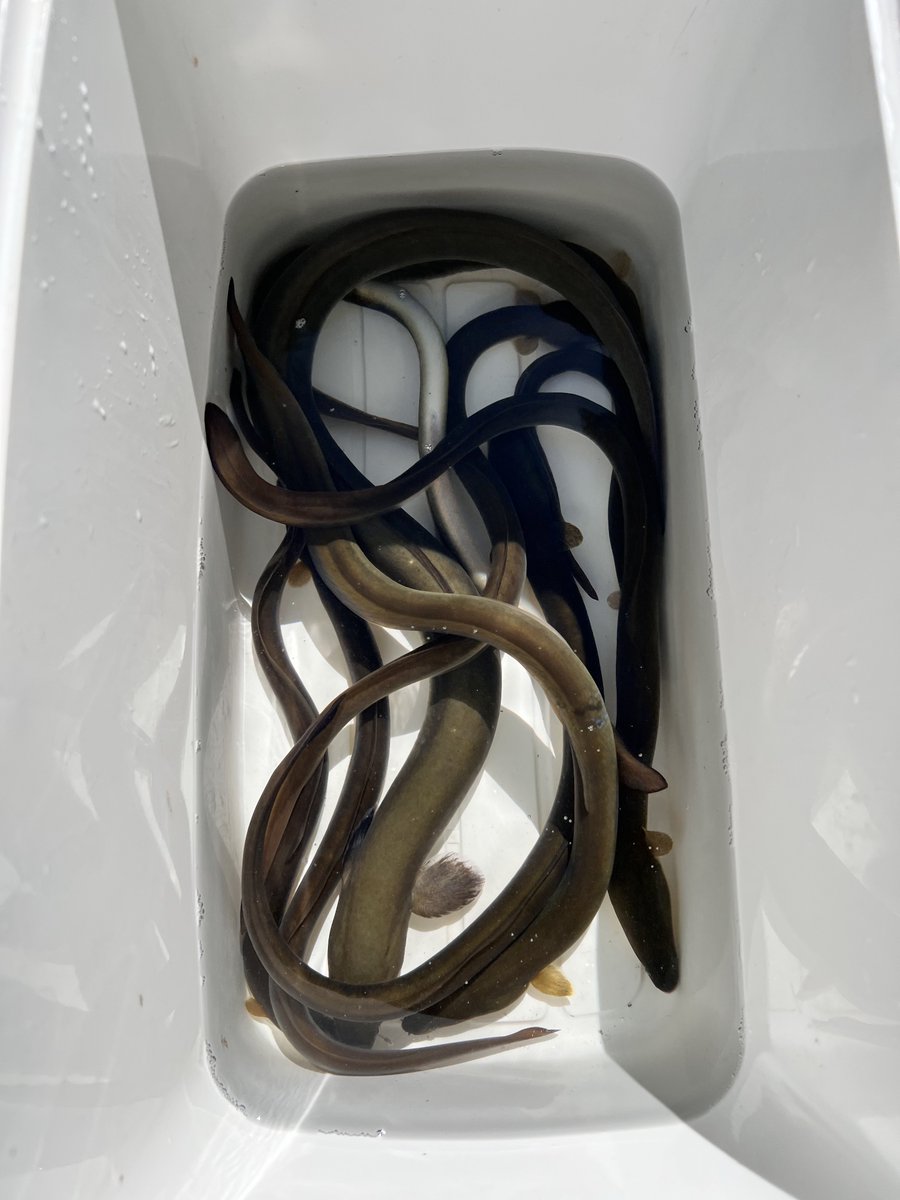 ダイスケ (@TIGGER1229) / Posts / X