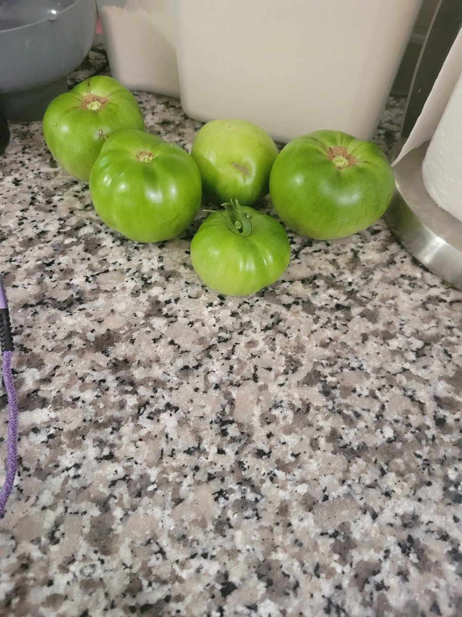 Dawn_is_ready's tweet photo. going to try fried green tomatoes tonight... #homeschool https://t.co/jExgEn5oPJ