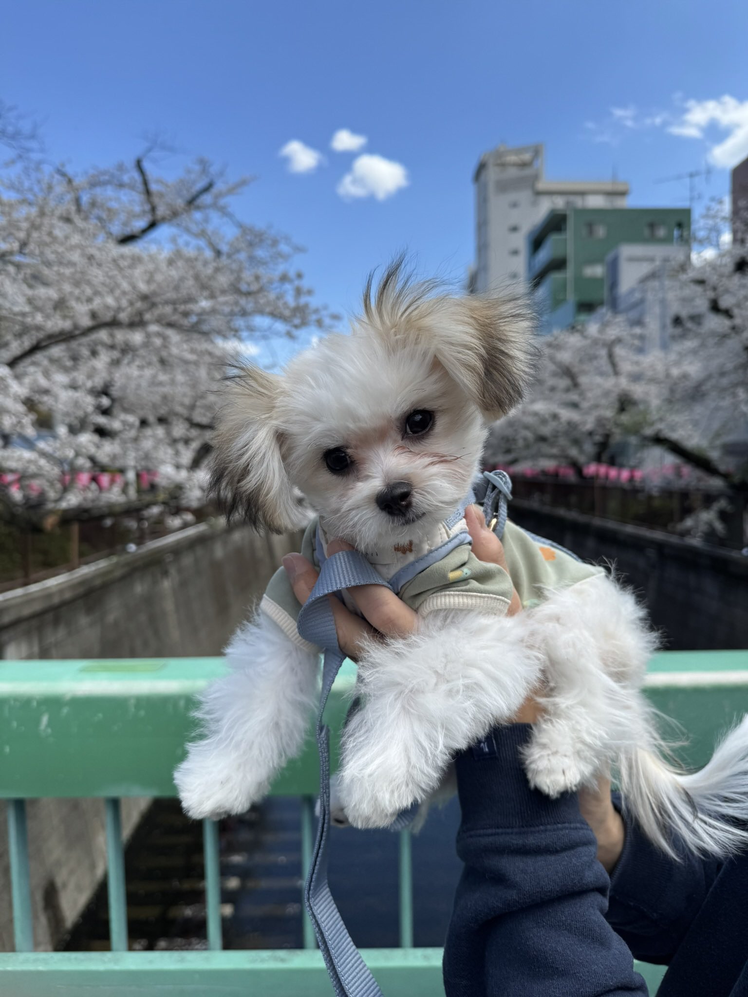 ちゃちゃ丸 ちゃちゃ丸 (@chamaru1107) / X