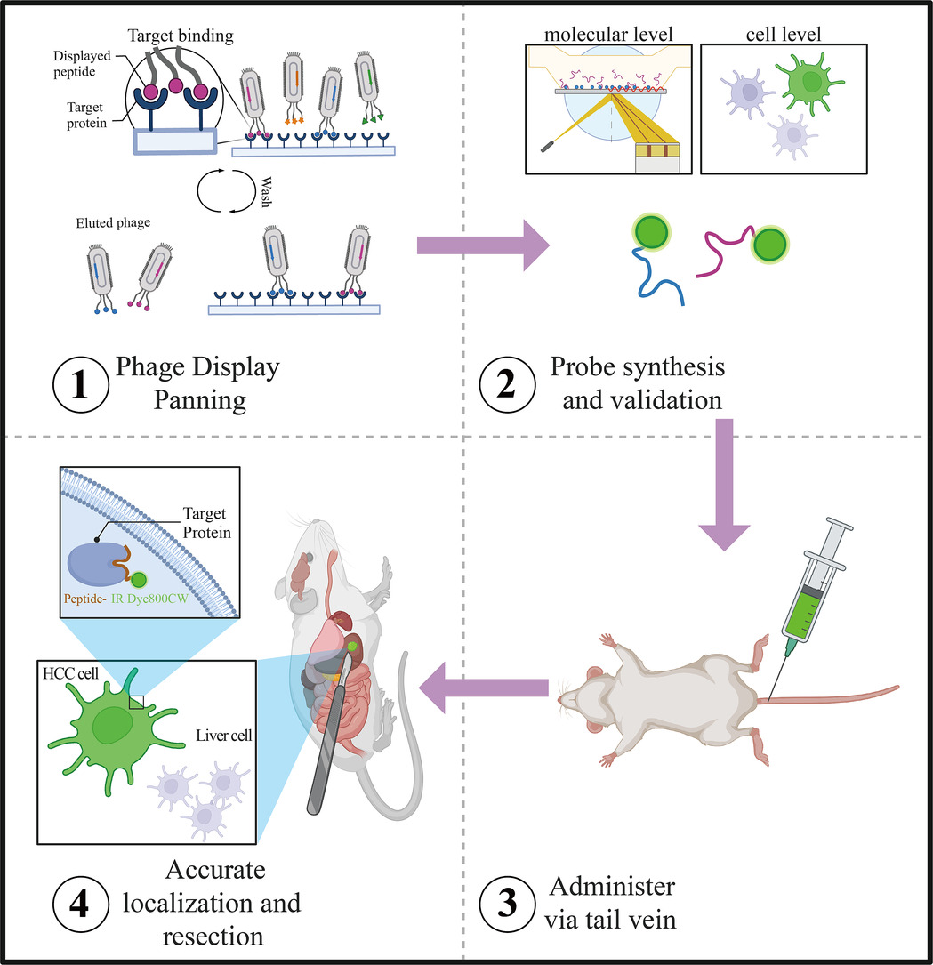 JCRnEDITORS's tweet photo. Acyl-CoA synthetase long-chain family member 4 (ACSL4)-targeting fluorescent probes for precision intraoperative visualization of hepatocellular carcinoma.
| Xiaoying Wang @FudanUniversity |
[Open Access]
#FluorescentProbe #PhageDisplay
https://t.co/jeXVW5E6Ll https://t.co/eMPDeI7wdj