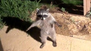 “Happy international raccoon day, everyone!!!!! What’s YOUR favorite raccoon?! I’ll answer first, it’s this one i found sneaking around the park. I named her Rambley 2!”
